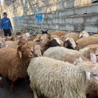 کاروانسرای افشار عرضه دام زنده|حیوانات مزرعه|تهران, امام زاده حسن|دیوار