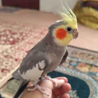 عروس هلندی نر|پرنده|زنجان, |دیوار