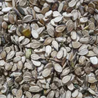 تخم هندوانه