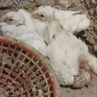 چند عدد کبوتر طوقی به فروش می رسد