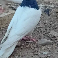 دو‌عدد‌‌طوقی‌ماده‌فروشی‌معاوزه‌با‌طوقی‌نر‌دارم‌