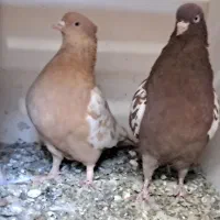 جفتگاه رنگه آس سینه پرتغالی موشی کله سیاه|پرنده|مشهد, وکیل‌آباد|دیوار