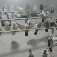 کفتر حسین اباد ناظم|پرنده|ملایر, |دیوار