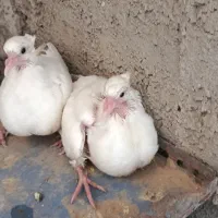 کبوتر جفت جوجه الماسی کاکل