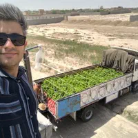 نهال انگور رو از منه تولید کننده بخر، نه دلال..|خدمات باغبانی و درختکاری|مشهد, اروند|دیوار