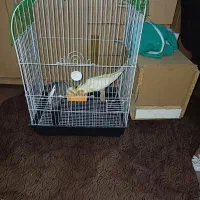 جفت عروس هلندی مولد