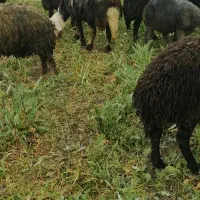 گوسفند بره قوچ