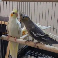 عروس هلندی دوماهه دونخور،سالم و رام