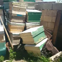 کندو زنبور عسل