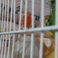 قناری نر|پرنده|شیروان (خراسان), |دیوار