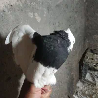 فروش کبوتر طوق