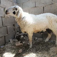 قوچ نژاد دار چاق