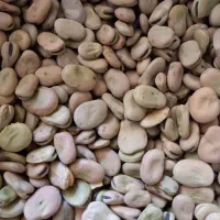 باقلا شاخ بزی|عمدهفروشی|خرمآباد, |دیوار