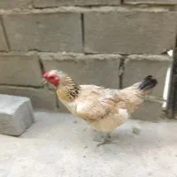 مرغ دو رگ سالم و سر حال