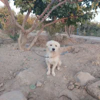 واگذاری ژرمن وپاکوتا|سگ|صباشهر, |دیوار