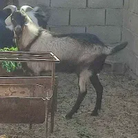 کره چپش الپاین بافق