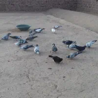 کفتر|پرنده|بیرجند, |دیوار