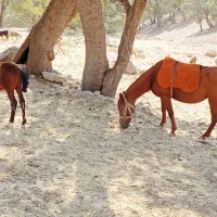 اسب