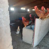 خروس محلی