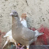 کبوتر بیوتی کینگ|پرنده|آزادشهر, |دیوار