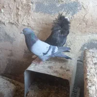 کفتر شامپیون کاشونی سبز سدی