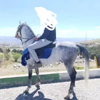 اسب‌ نریان