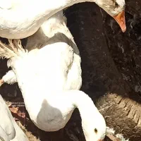 2عددغاز محلی 2تا مرغ لاری|حیوانات مزرعه|دشتابی, |دیوار