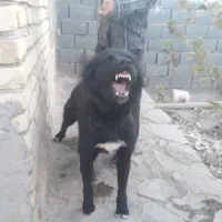 یک قلاده سگ نر