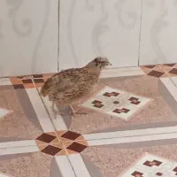 بلدرچین ماده