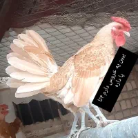 جوجه سبرایت رنگ بوف