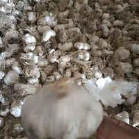 سیر تند محلی