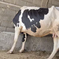 گاو جوان شیری|حیوانات مزرعه|مسجد سلیمان, |دیوار