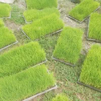 تیم نشاء هاشمی درجه یک