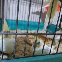 جفت طوطی عروس هلندی لوتینو با 5 تا جوجه|پرنده|قزوین, |دیوار