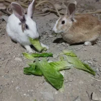 سه عدد خرگوش