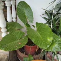 ۲تاباهم|حراج|نور, |دیوار