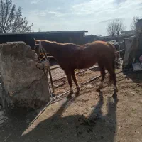 مادیان 8سال تروبردترکمن|اسب و تجهیزات اسبسواری|نیشابور, دربقاضی|دیوار