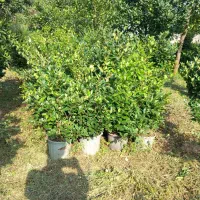 یاس هلندی شمشاد لاوسون پالم لگستروم یوکا سروشیراز