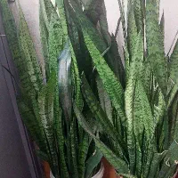 گل سانسوریا