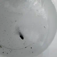 ماهی فایتر|ماهی|نیشابور, هفده شهریور|دیوار