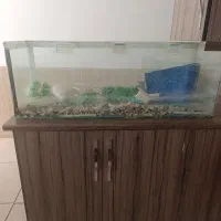 اکواریوم|ماهی|کاشان, فاز ۲ ناجی آباد|دیوار