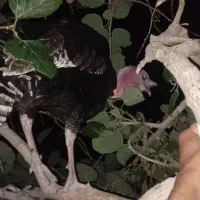 یک جفت بوقلمون بایک خروس
