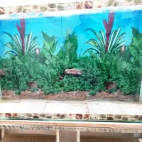 آکواریوم تزیینی