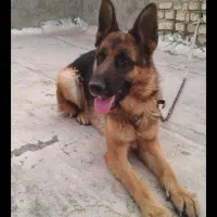 توله سگ ژرمن واگذاری|سگ|اصفهان, بوستان ناژوان|دیوار