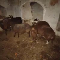 بره نر 40کیلو