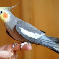 عروس هلندی نر