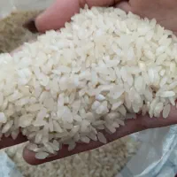 برنج کامفیروزی به شرط موجود است