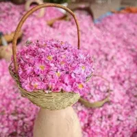 تور یک روزه گلاب گیری میمند فقط بانوان