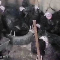 غاز بوقلمون اردک