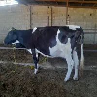 گاوهلشتاین ابستن سنگین ۱۶روزمانده برای زایمان